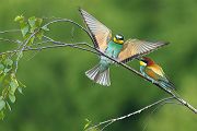 Bienenfresser - Merops apiaster Voegel Bienenfresser Racken Sachsen, Grimma, Muldental,  richter-naturfotografie.de Paarung Balz Brautgeschenk