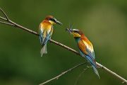 Bienenfresser - Merops apiaster Voegel Bienenfresser Racken Sachsen, Grimma, Muldental,  richter-naturfotografie.de Paarung Balz Brautgeschenk