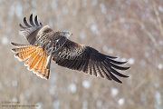 Rotmilan, Milvus milvus, Greifvoegel, Sachsen, Red kite, Habichtartige, Greifvogelartige, Greifvogel, Milvus, Gabelweihe