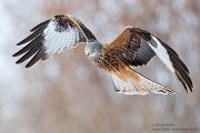 Rotmilan, Milvus milvus, Greifvoegel, Sachsen, Red kite, Habichtartige, Roter Milan, Greifvogelartige, Greifvogel, Milvus, Gabelweihe