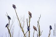 Rotmilan, Milvus milvus, Greifvoegel, Sachsen, Red kite, Habichtartige, Greifvogelartige, Greifvogel, Milvus, Gabelweihe