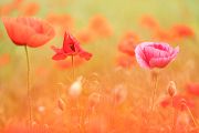 Mohn