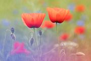 Mohn