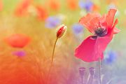Mohn