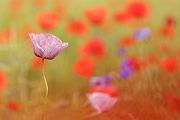 Mohn