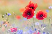 Mohn