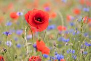 Mohn