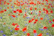 Mohn