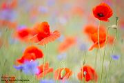 Mohn
