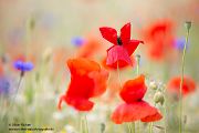 Mohn