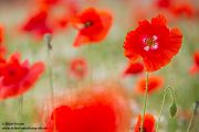 Mohn