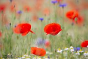 Mohn
