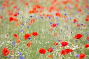 Mohn