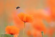 Mohn