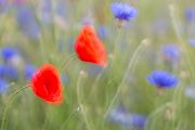 Klatschmohn und Kornblume - Papaver rhoeas, Centaurea cyanus