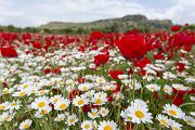 Mohnfeld auf Lesvos