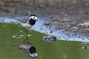 Bachstelze - Motacilla alba Muldental Sachsen Grimma, Stelzen, 