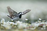Bachstelze - Motacilla alba Muldental Sachsen Grimma, Stelzen, 
