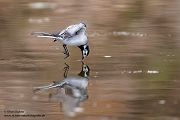 Bachstelze - Motacilla alba Muldental Sachsen Grimma, Stelzen, Bachstelze fängt Wintermücke