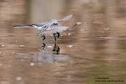 Bachstelze - Motacilla alba Muldental Sachsen Grimma, Stelzen, Bachstelze fängt Wintermücke
