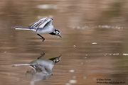 Bachstelze - Motacilla alba Muldental Sachsen Grimma, Stelzen, Bachstelze fängt Wintermücke