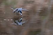 Bachstelze - Motacilla alba Muldental Sachsen Grimma, Stelzen, Bachstelze fängt Wintermücke