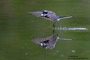 Bachstelze - Motacilla alba Muldental Sachsen Grimma, Stelzen, Bachstelze fängt Wintermücke