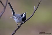 Bachstelze - Motacilla alba Muldental Sachsen Grimma, Stelzen, Bachstelze fängt Wintermücke