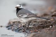Bachstelze - Motacilla alba Muldental Sachsen Grimma, Stelzen, Bachstelze fängt Wintermücke