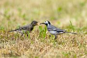 Bachstelze - Motacilla alba Muldental Sachsen Grimma, Stelzen, Bachstelze fängt Wintermücke