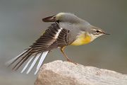 Gebirgsstelze - Motacilla cinerea Weibchen Singvoegel Voegel Pieper Stelzen Sachsen 