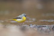 Gebirgsstelze - Motacilla cinerea Weibchen Singvoegel Voegel Pieper Stelzen Sachsen 