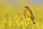 Wiesenschaftstelze - Motacilla flava Singvögel, Vögel, Sachsen, Muldental Stelzen Stelzenverwandte