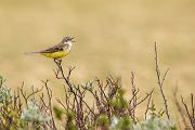 Nordische Schafstelze, Grey-headed Wagtail, Motacilla flava thunbergi, Stelzen, Motacillidae, Stelzen und Pieper, Motacilla, Singvoegel, Norwegen