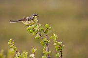 Nordische Schafstelze, Grey-headed Wagtail, Motacilla flava thunbergi, Stelzen, Motacillidae, Stelzen und Pieper, Motacilla, Singvoegel, Norwegen