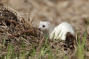 Hermelin - Mustela erminea Grosses_wiesel, Hermelin, Hundeartige, Kurzschwanzwiesel, Marder, Mustela, Sachsen