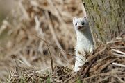 Hermelin - Mustela erminea Grosses_wiesel, Hermelin, Hundeartige, Kurzschwanzwiesel, Marder, Mustela, Sachsen
