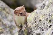 Hermelin - Mustela erminea Grosses_wiesel, Hermelin, Hundeartige, Kurzschwanzwiesel, Marder, Mustela, Wallis Schweiz