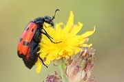 Vierpunktiger Oelkäfer - Mylabris quadripunctata