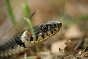 Ringelnatter - Natrix natrix