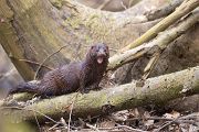 Amerikanischer Nerz, Mink - Neovison vison,
Nerz, Europaeischer Nerz, Mink, Farm, Amerika, Saeugetiere, Mustela vison, Raubtier, Hundeartige, Marder, Mustelinae, Canoidea, Carvivora, 