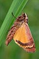 Hausmutter - Noctua pronuba
