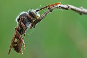 Wespenbiene - Nomada