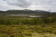 Norwegen, Dovrefjell