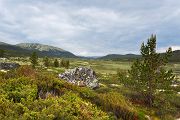 Norwegen, Dovrefjell