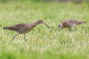 Großer Brachvogel - Numenius arquata, Schnepfenvoegel, Regenpfeiferartige, Brachvogel, Brachvoegel, Norwegen, juveniler Brachvogel