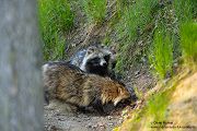 Marderhund - Nyctereutes procyonoides, Hundeartige, Waschbärhund, Enok, Obstfuchs, Tanuki, Sachsen, Paarung, Fähe, Rüde, Marder, Hund, www.richter-naturfotografie.de, Muldental