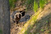 Marderhund - Nyctereutes procyonoides, Hundeartige, Waschbärhund, Enok, Obstfuchs, Tanuki, Sachsen, Paarung, Fähe, Rüde, Marder, Hund, www.richter-naturfotografie.de, Muldental