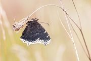 Trauermantel, Nymphalis antiopa, Tagfalter, Edelfalter, Sachsen, Schlupf, Puppe, Sachsen, Verpuppung, Schlupf des Trauermantels, Metamorphose, Lepidoptera, Nymphalinae, Fleckenfalter