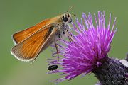 Rostfarbiger Dickkopffalter - Ochlodes sylvanus

